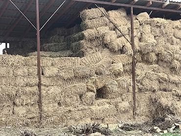 Аквариумдар: Ассаламу Алейкум продаю клевер тюки после полива плотные есть около — 1