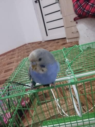 попугай кеша: Папугай бала келиштирип берем ат кеша 5-6месас номер чала берестер — 3