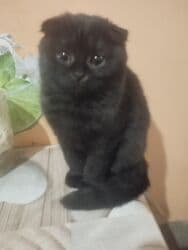 продажа вислоухих шотландских котят: ! КОТЯТА! В ПРОДАЖЕ ШОТЛАНДСКИЕ КОТЯТА, СКОТТИШ ФОЛД И СКОТТИШ — 1