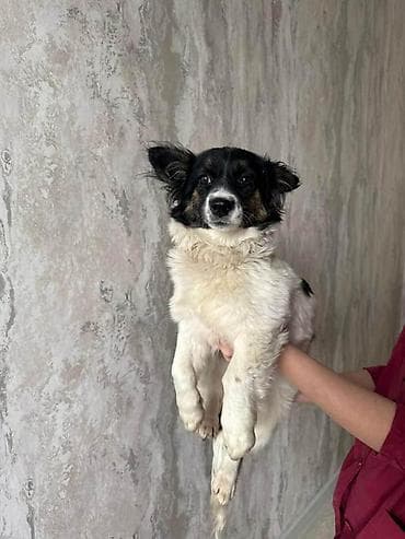 продаю тай: Пристраивается в хорошие добрые руки, собачка, девочка, не крупная — 2