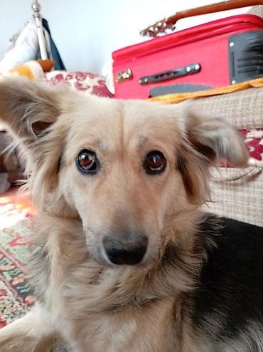 собаки рынок в бишкеке цены: Самая милая молодая собака на свете ищет свою семью. Весёлая, бодрая — 1