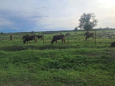 гектар поля: 20 соток, Для сельского хозяйства, Тех паспорт — 3