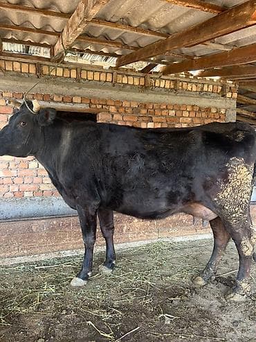 Продаю | Корова (самка) | Для молока | Привязанные