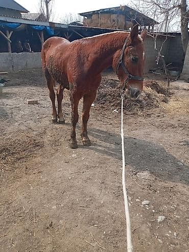 Продаю | Кобыла (самка) | Рабочий