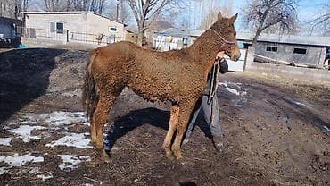 Продаю | Кобыла (самка) | Полукровка, Першерон, Дончак | На забой, Для разведения, Конный спорт | Племенные, Осеменитель, Мерин