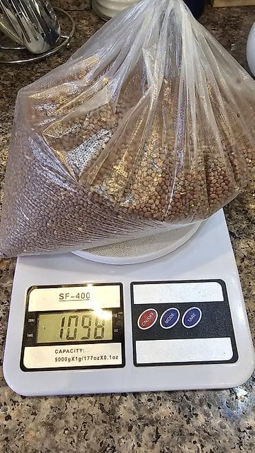 черная редька купить: Семена редьки для микрозелени ~1,1 кг Семена чистые, дают дружные — 2