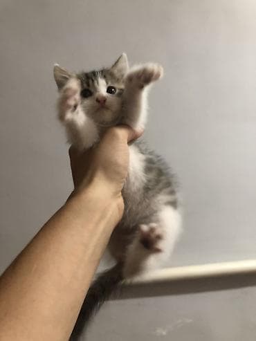 кошка белый: 3 девочки срочно ищут новый дом ! К лотку приучены — 2