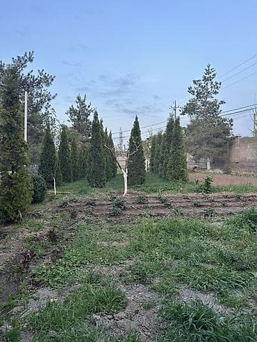 верблюжья колючка: Туя ‘Смарагд’, крупномер. - Высота на фото: ориентировочно более 3 м — 4