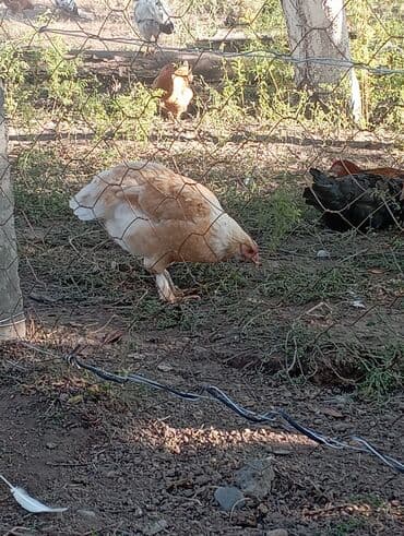 собака доберман сколько стоит: Продаю | Куры | Домашняя | Для разведения — 12