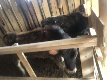 бычки парода: Продаю | Музоо, торпок | Полукровка | На откорм | Искусственник — 1