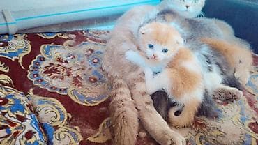 большая кошка: Котята домашние, пушистые, разных окрасов. Описание: - Породы не — 2