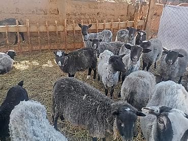 баран овцы: Продаю | Овца (самка) | Для разведения | Матка — 3