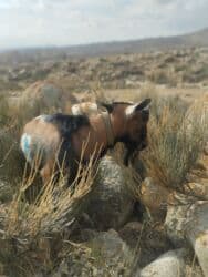 дом для собака: Продаю | Козёл (самец) | Для разведения | Племенные, Осеменитель — 2