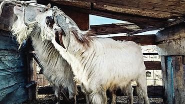 Услуги ветеринара: Продаю | Козёл (самец) | Полукровка | Для разведения | Осеменитель — 3