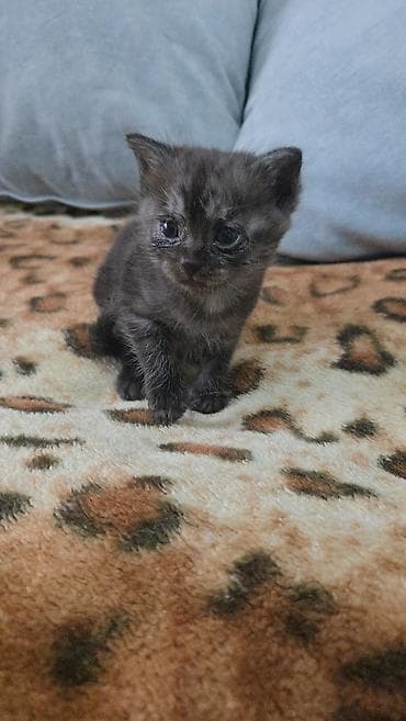 кошка маленькие: Отдам только в хорошие руки! К лотку приучен! Котёнок, окраса — 1