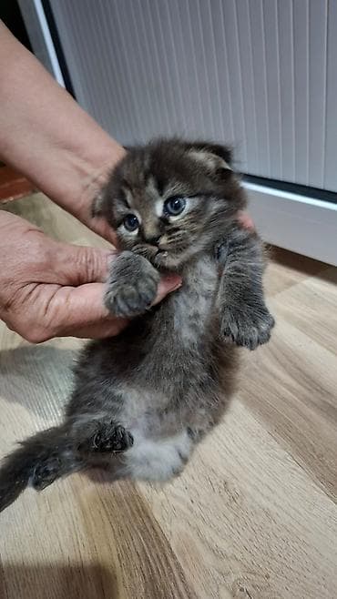 кане корсо собака цена: Скотиш Фолд (Шотландская вислоухая), 2 месяца, Мальчик, Белый — 2