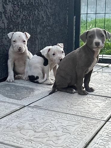 рр питбуль: Питбуль, 1 месяц, Самец — 5