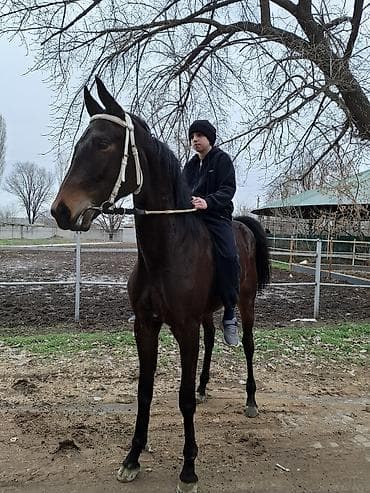 кой тащ: Продаю | Жеребенок | Английская | Конный спорт — 6