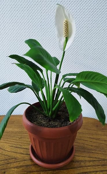 тещя: Спатифиллюм, женское счастье, большой Обильно цветущий- большой — 3
