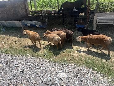 купить рыбку петушок: Продаю | Ягненок | Для разведения — 3