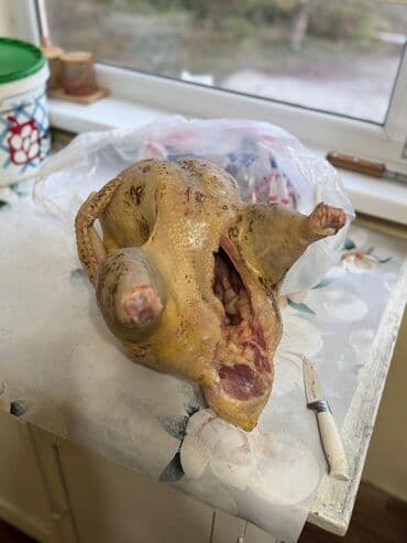 контейнер для животных: Продаю индюки без ГМО жывым и тушами 600 сом килограм! — 1