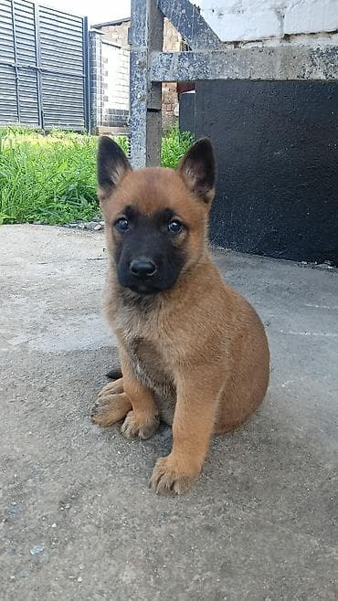 кане корс: 1 месяц, Самец, С родословной — 5