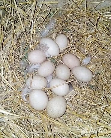 Үй жаныбарлары: Инкубационные яйца индоутки (мускусной утки) - Порода: индоутка — 2