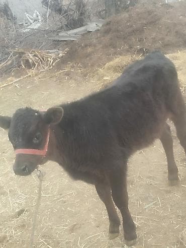 центра фуга: Продаю | Музоо, торпок | На откорм | Привязанные — 3