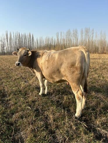 продам бу оборудование для птицефабрики: Продаю | Корова (самка), Бык (самец) | На откорм | Племенные — 5