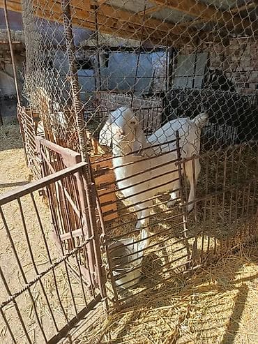 павлин птица: Продаю | Коза (самка) | Нубийская | Для разведения | Племенные — 3