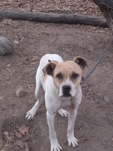 булдок ит: Алабай, 7 месяцев, Самка, С прививкой, С родословной — 13