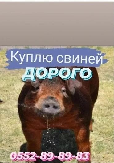 дорого: Продаю | Поросенок, Свинья (самка), Хряк (самец) | На забой — 1
