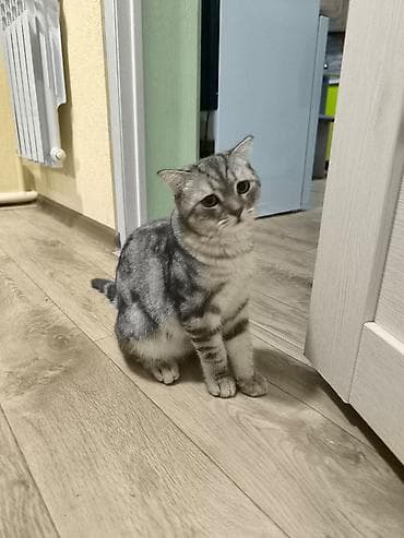 Скотиш Фолд (Шотландская вислоухая), 5 месяцев, Мальчик — 8