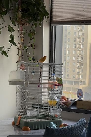 ат баши: Продаю канарейку поющую, возраст 2 г вместе с клеткой — 1