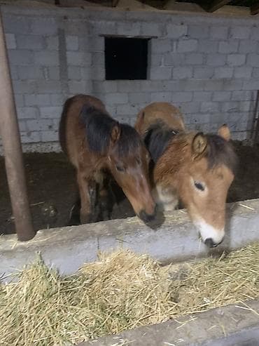 пододеяльник бишкек: Тайлар 55деп атам — 1