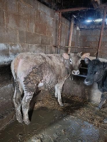 Аквариумдар: Сатам | Музоо | Аргын | Бордоп семиртүү үчүн — 3