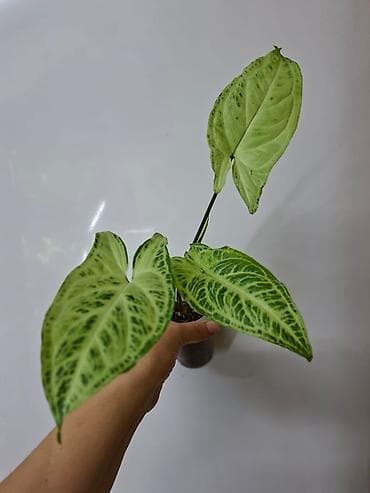 bugatti chiron: В продаже: Сингониум Золотая венеция 200 сом Сингониум Ангустатум 200 — 3