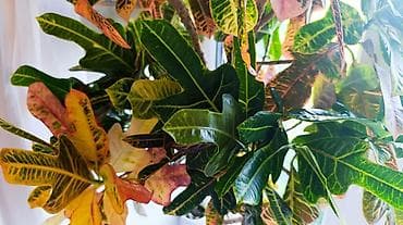 Бөлмө өсүмдүктөрү: Кротон (Codiaeum variegatum) в кадке — декоративное дерево с яркой — 2