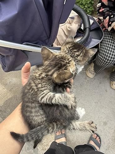 Котята,девочки милые и спокойные Особенности: - Домашние, ручные