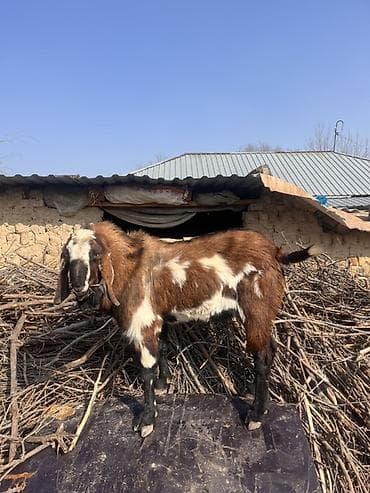 Услуги ветеринара: Продаю | Козёл (самец) | Для разведения | Племенные — 4