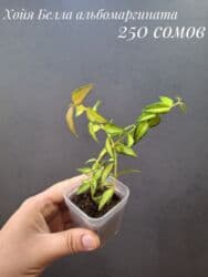 живые растения в аквариум купить: Комнатные растения, цветы (молодые растения, взрослые экземпляры). Не — 13