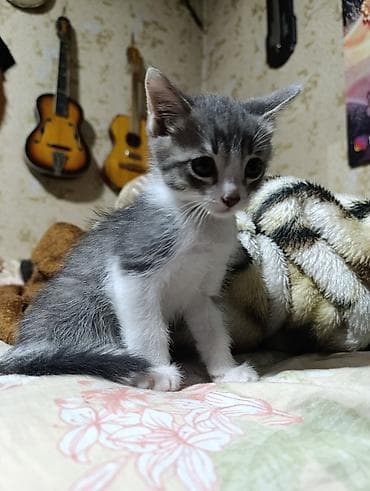 Кошки: Котята. Ищем очаровательным кот,там надёжный дом. Обоим котятам нет — 5