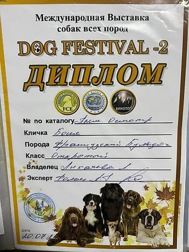 шотландская кошка бишкек: Щенки французского бульдога - Порода: французский бульдог - Окрас — 9