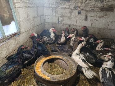 зоомагазин бишкек с животными: Селезни — 1