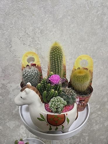 Бөлмө өсүмдүктөрү: Комнатные растения в горшках. - Суккуленты, сансевиерия, алоэ — 2