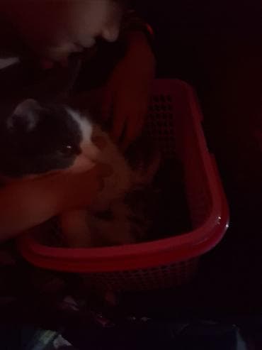 Мышыктар: Мышык бекер берилет: Породасыз, Ургаачы, Лотокко барууга үйрөтүлгөн — 6