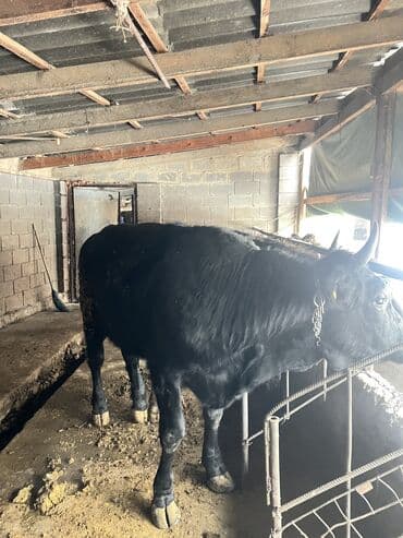жыргый телка быки: Продаю | Корова (самка), Тёлка | Швицкая, Голштин, Полукровка | На забой, Для молока, Для разведения | Искусственник, Не стельные, Отела не было — 3