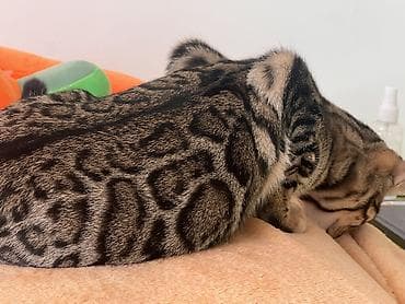 тор рыба: Бенгальская, 6 месяцев, Девочка, Проглистована — 2