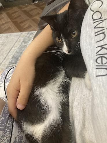 scottish fold: Кошка даром: Беспородная, 4 месяца, Мальчик, Приучена к лотку — 1