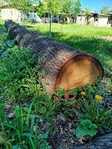 жыгач отун: Ствол дерева (бревно) цельный дуб - Порода: лиственная (по структуре — 4